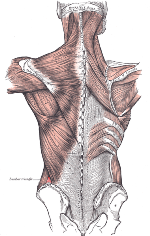 Back