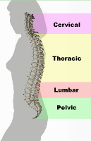 Spine Diagram