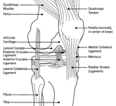 Knee diagram