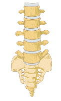 Lower Spine